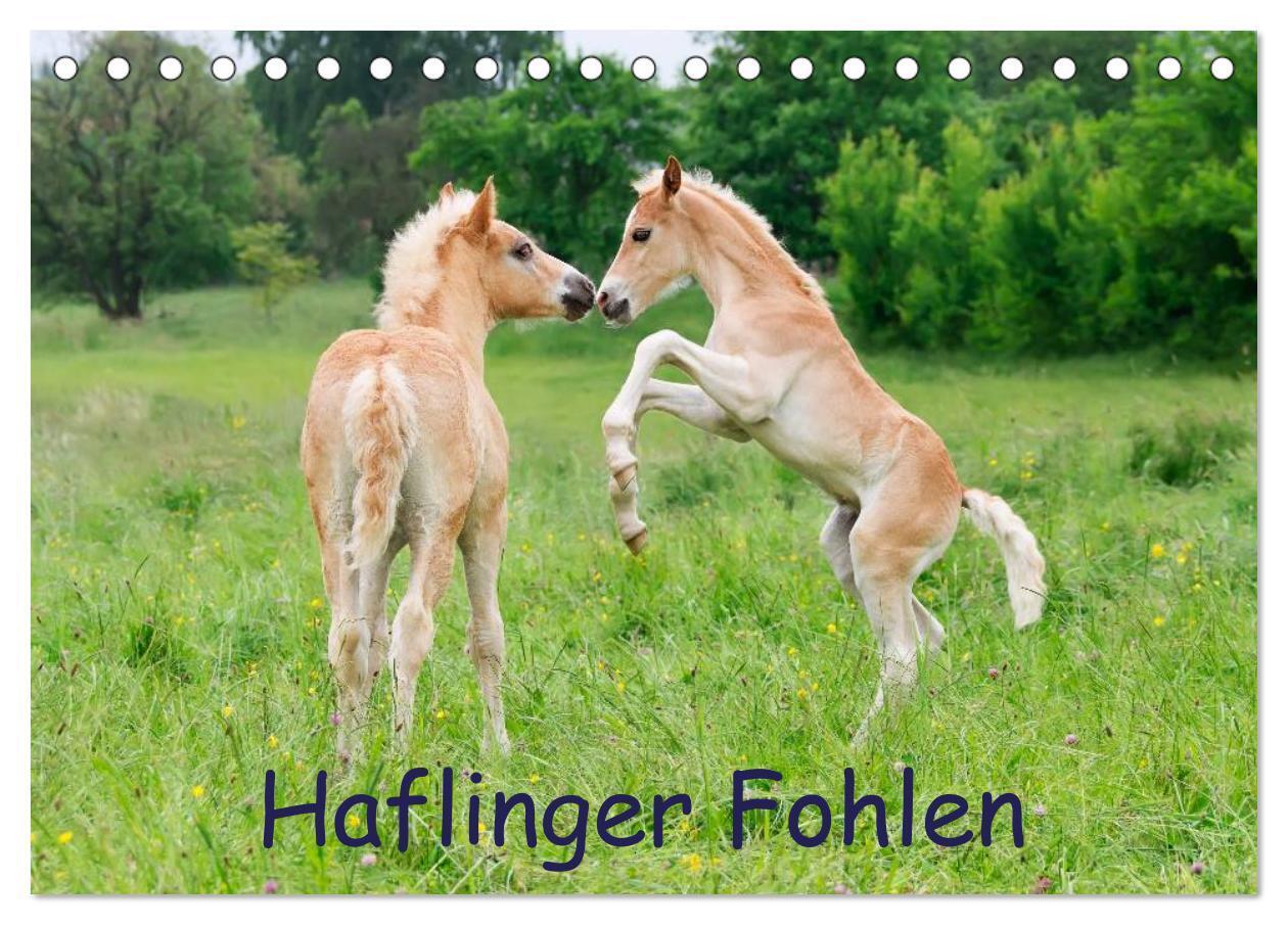 Cover: 9783675639188 | Haflinger Fohlen (Tischkalender 2024 DIN A5 quer), CALVENDO...