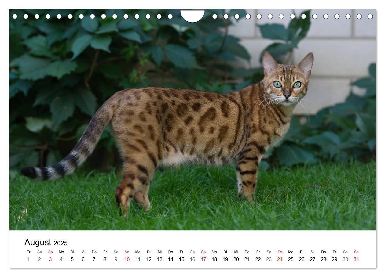 Bild: 9783435727605 | Rassekatzen 2025 (Wandkalender 2025 DIN A4 quer), CALVENDO...