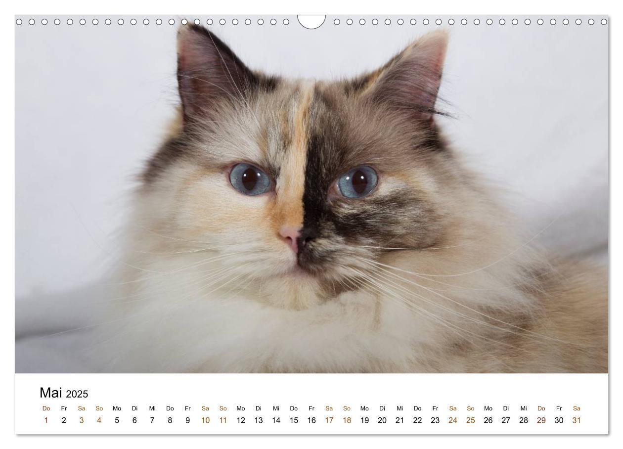 Bild: 9783435753901 | Ragdolls (Wandkalender 2025 DIN A3 quer), CALVENDO Monatskalender