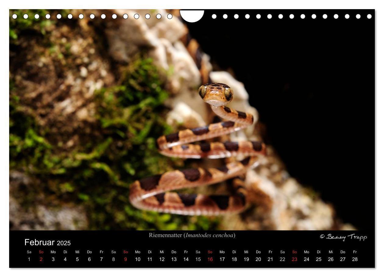 Bild: 9783435774548 | REPTILIEN (Wandkalender 2025 DIN A4 quer), CALVENDO Monatskalender