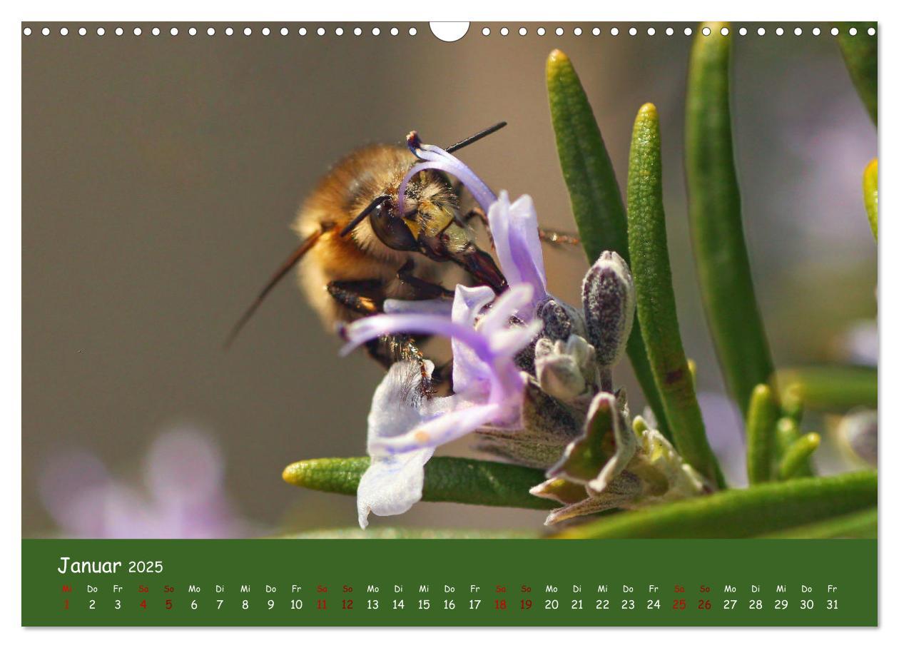 Bild: 9783435072873 | Insekten - Kleine Wunder (Wandkalender 2025 DIN A3 quer), CALVENDO...