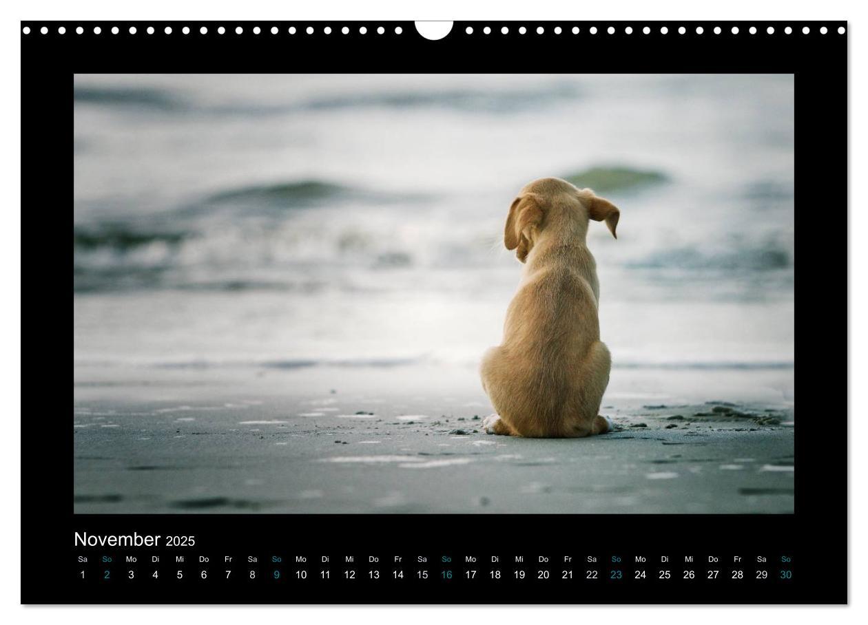 Bild: 9783435641055 | Allerlei Hundekinder (Wandkalender 2025 DIN A3 quer), CALVENDO...