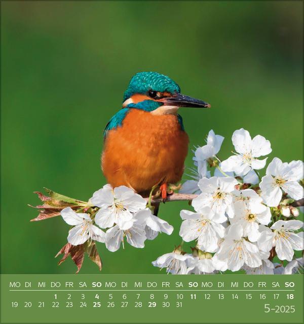 Bild: 9783731876755 | Vögel unserer Heimat 2025 | Verlag Korsch | Kalender | 13 S. | Deutsch