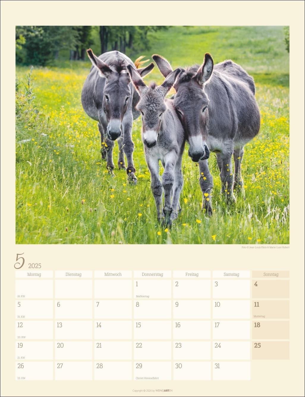 Bild: 9783839900451 | Esel Kalender 2025 | Kalender | Spiralbindung | 14 S. | Deutsch | 2025