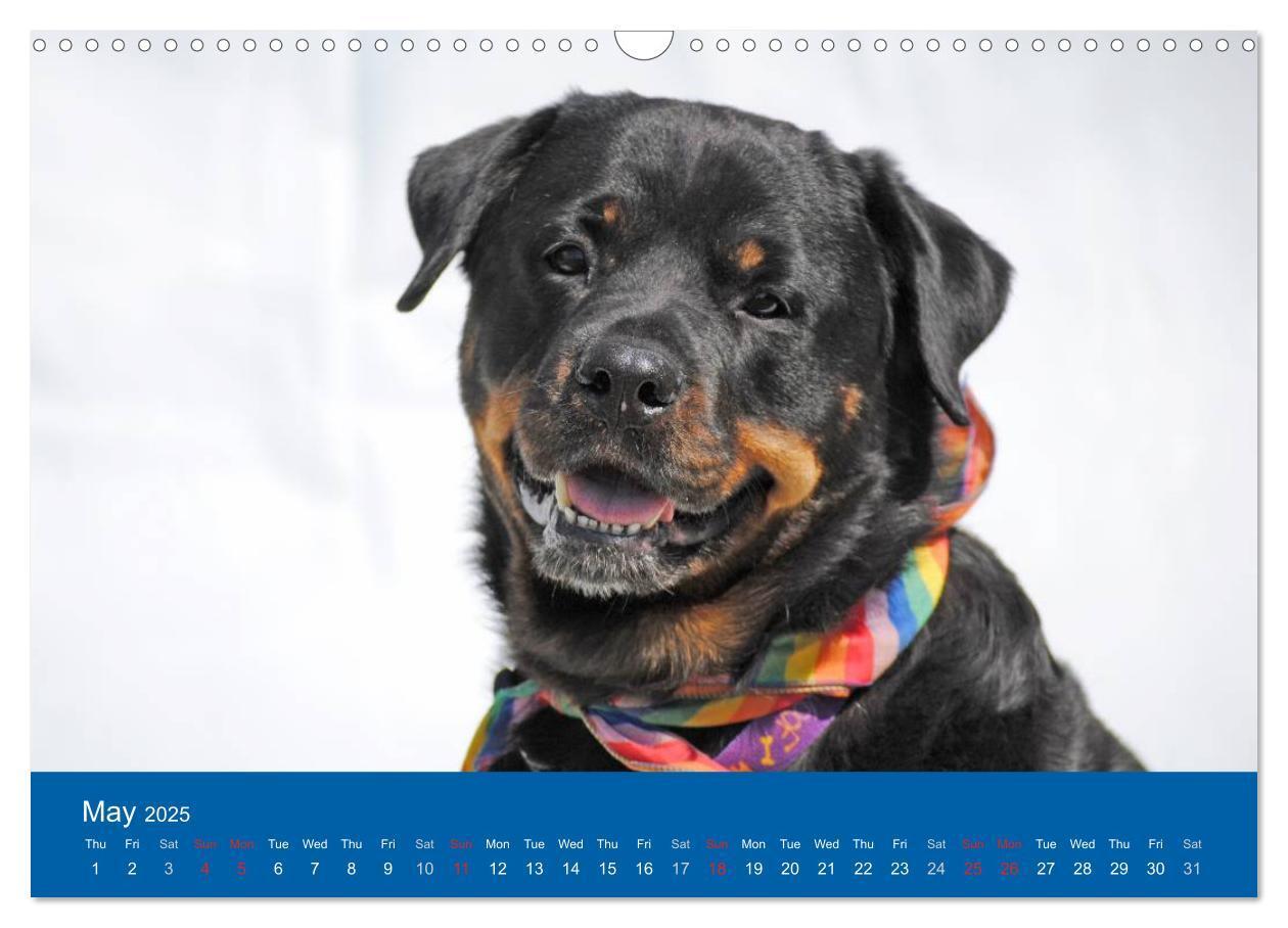 Bild: 9781325956319 | Rottweiler Portait Shots 2025 (Wall Calendar 2025 DIN A3...