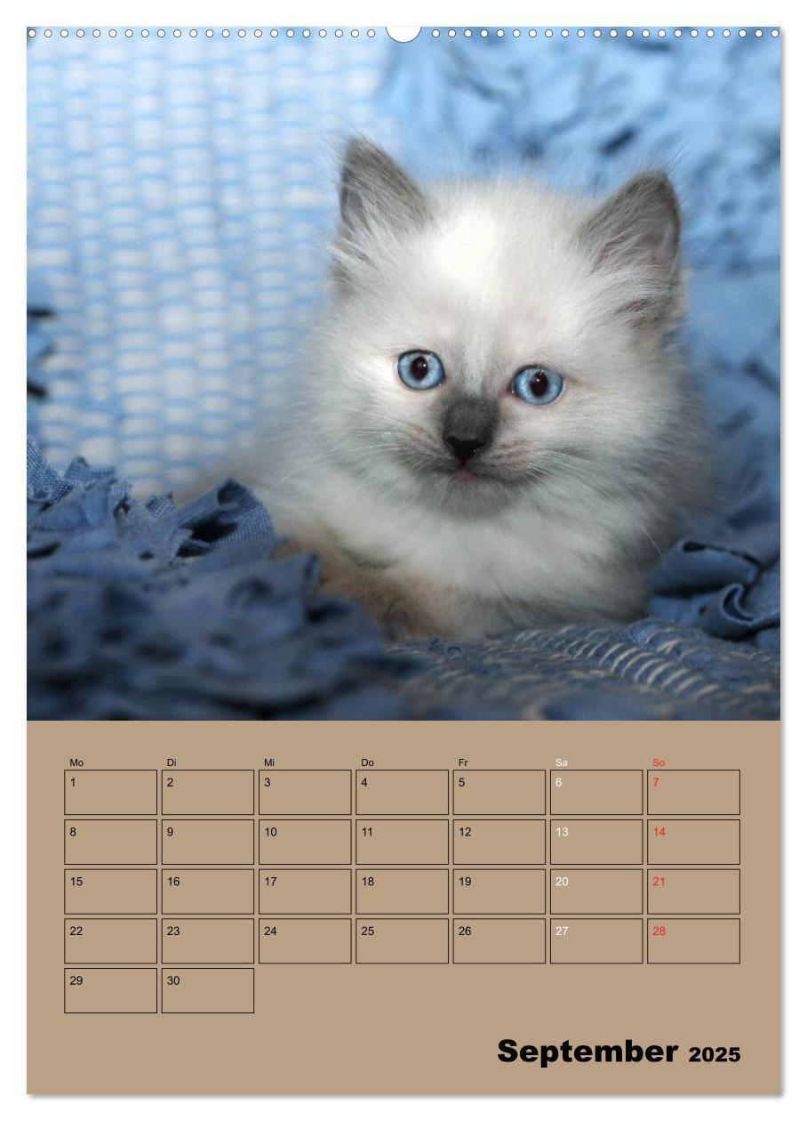 Bild: 9783457012505 | Ragdolls zum Verlieben (Wandkalender 2025 DIN A2 hoch), CALVENDO...