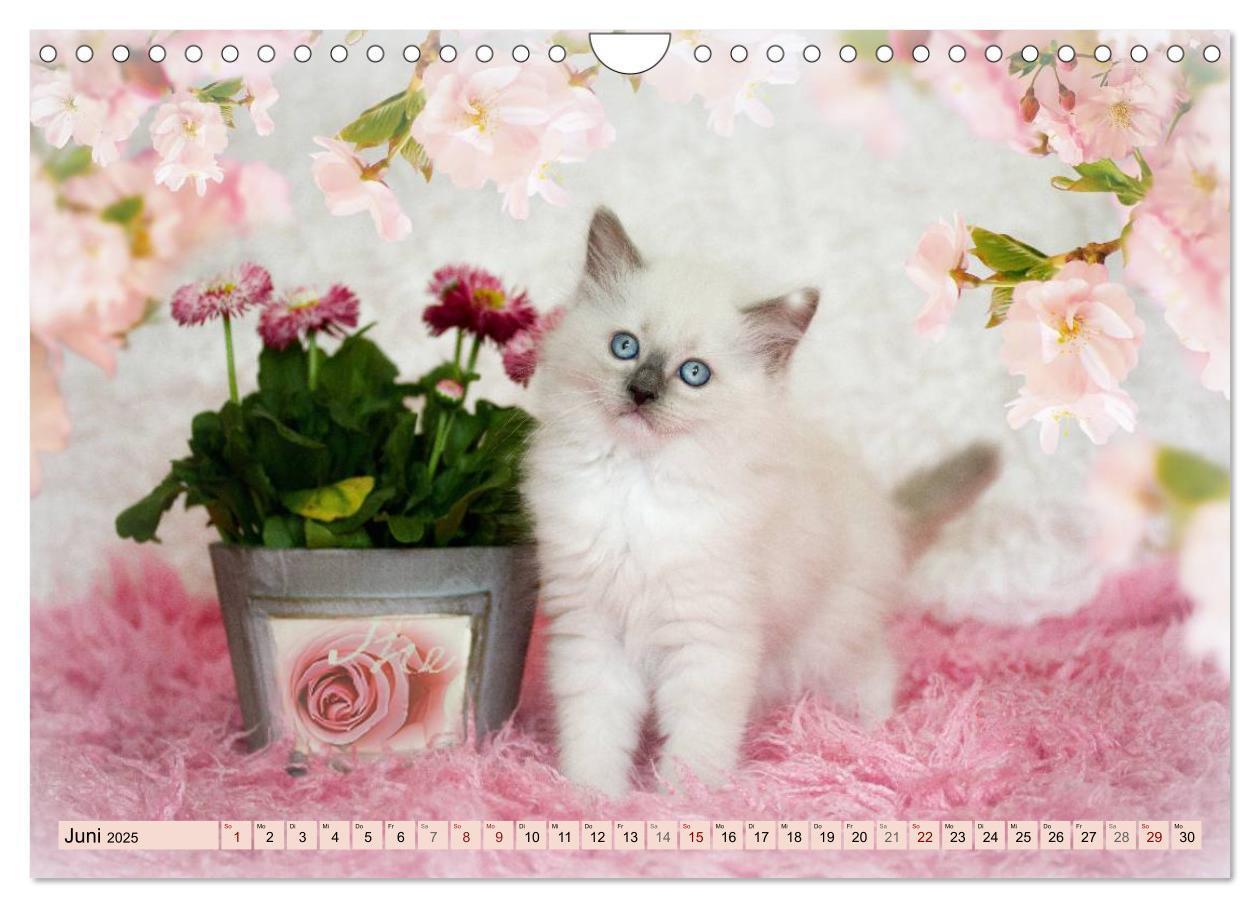 Bild: 9783435457250 | RAGDOLLS Impressionen aus der Kinderstube (Wandkalender 2025 DIN A4...