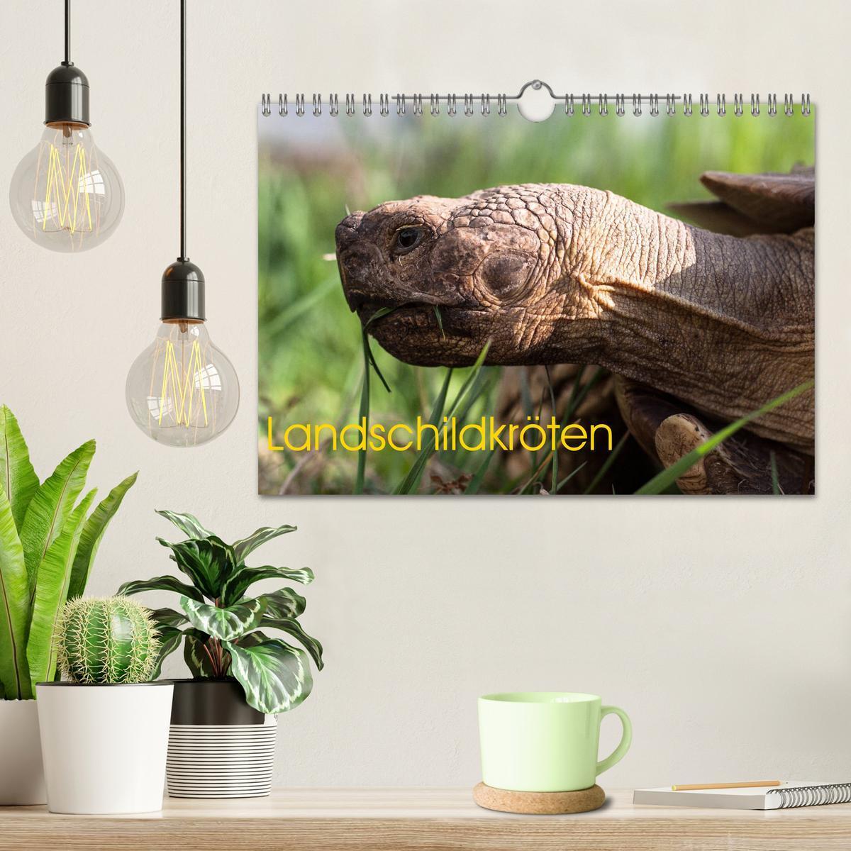 Bild: 9783435382927 | Landschildkröten (Wandkalender 2025 DIN A4 quer), CALVENDO...