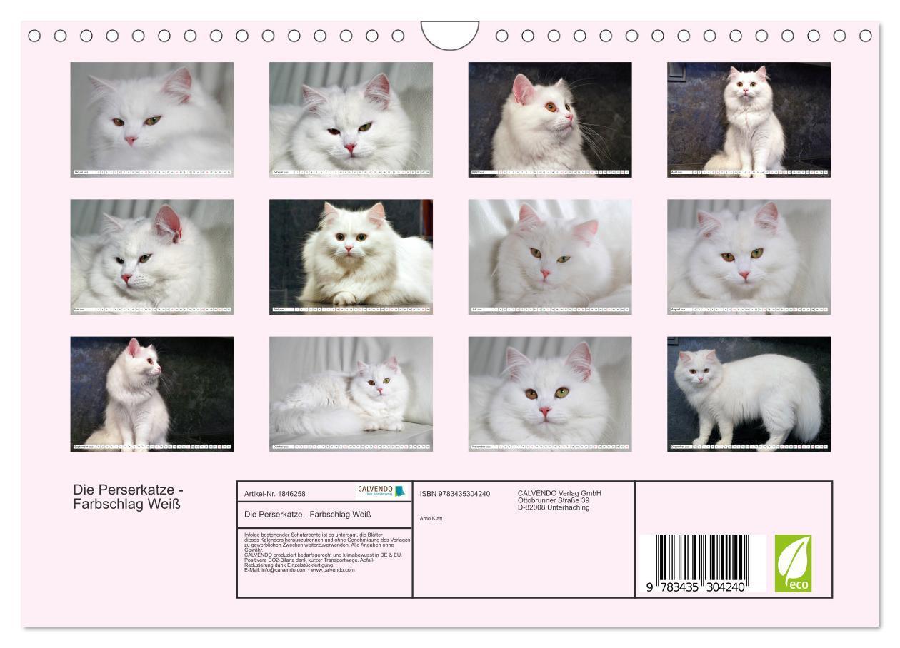 Bild: 9783435304240 | Die Perserkatze - Farbschlag Weiß (Wandkalender 2025 DIN A4 quer),...