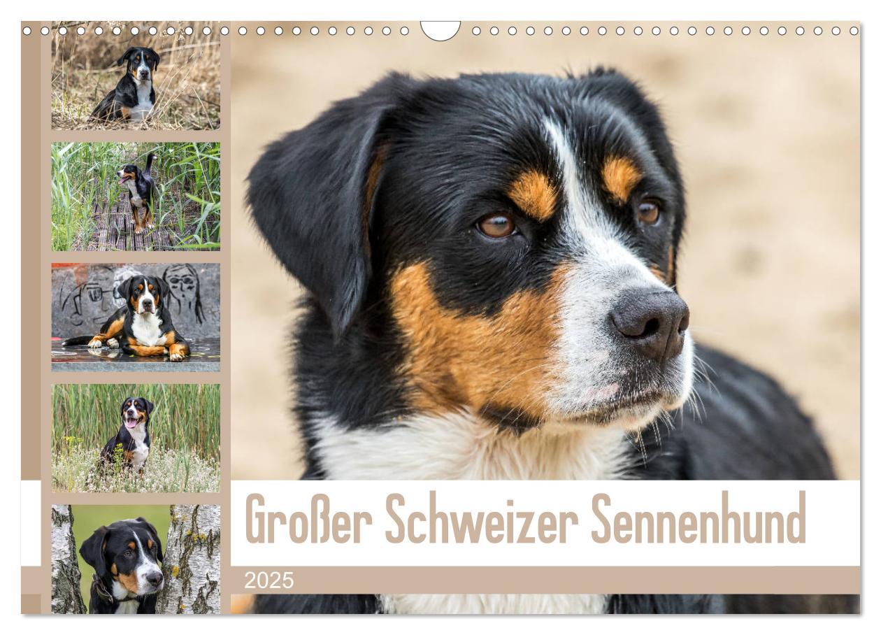 Cover: 9783435332892 | Großer Schweizer Sennenhund (Wandkalender 2025 DIN A3 quer),...