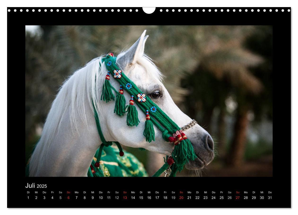 Bild: 9783435789412 | Vollblutaraber (Wandkalender 2025 DIN A3 quer), CALVENDO...