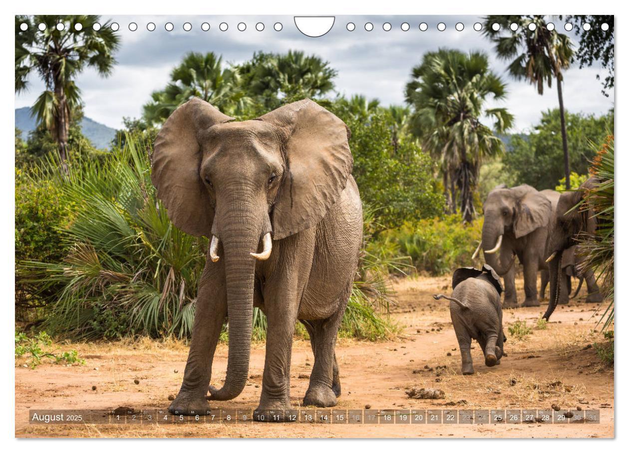 Bild: 9783435399192 | Abenteuer Sambia (Wandkalender 2025 DIN A4 quer), CALVENDO...