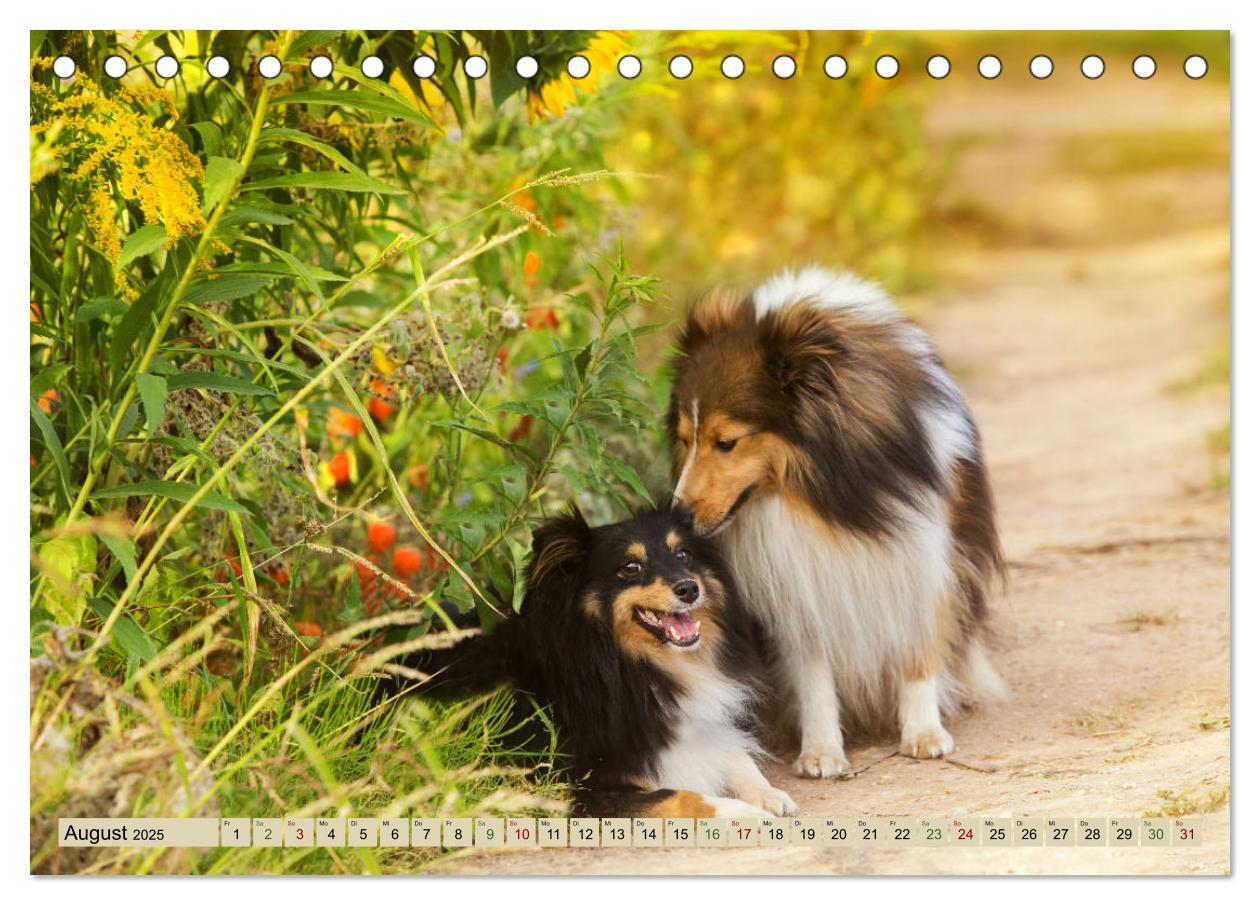 Bild: 9783435422678 | SHELTIES Liebe auf 4 Pfoten (Tischkalender 2025 DIN A5 quer),...