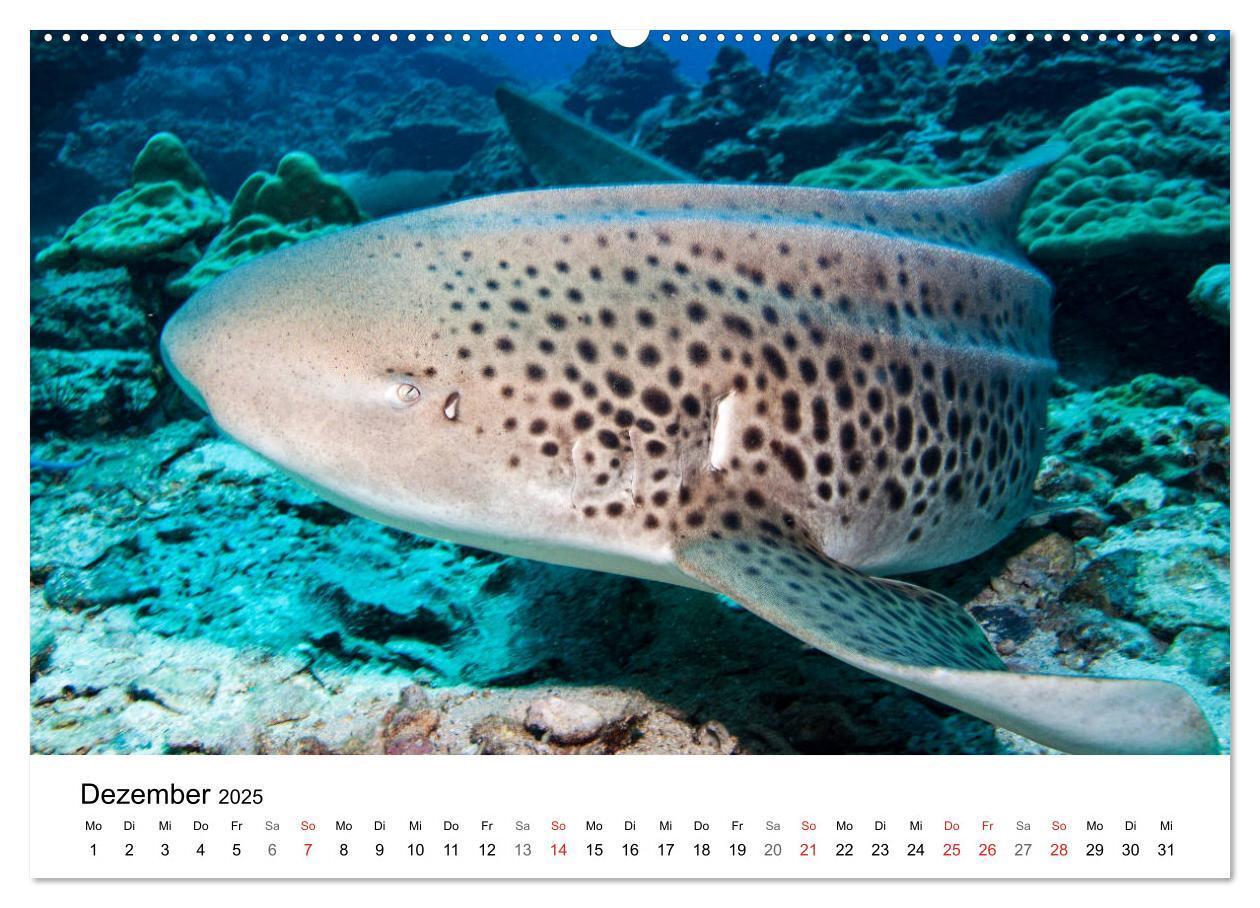 Bild: 9783435615247 | Highlights aus dem Meer - Tauchkalender (Wandkalender 2025 DIN A2...