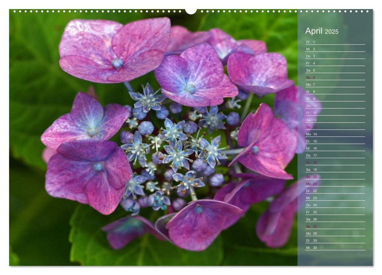 Bild: 9783435734061 | Hortensien / Geburtstagskalender (Wandkalender 2025 DIN A2 quer),...