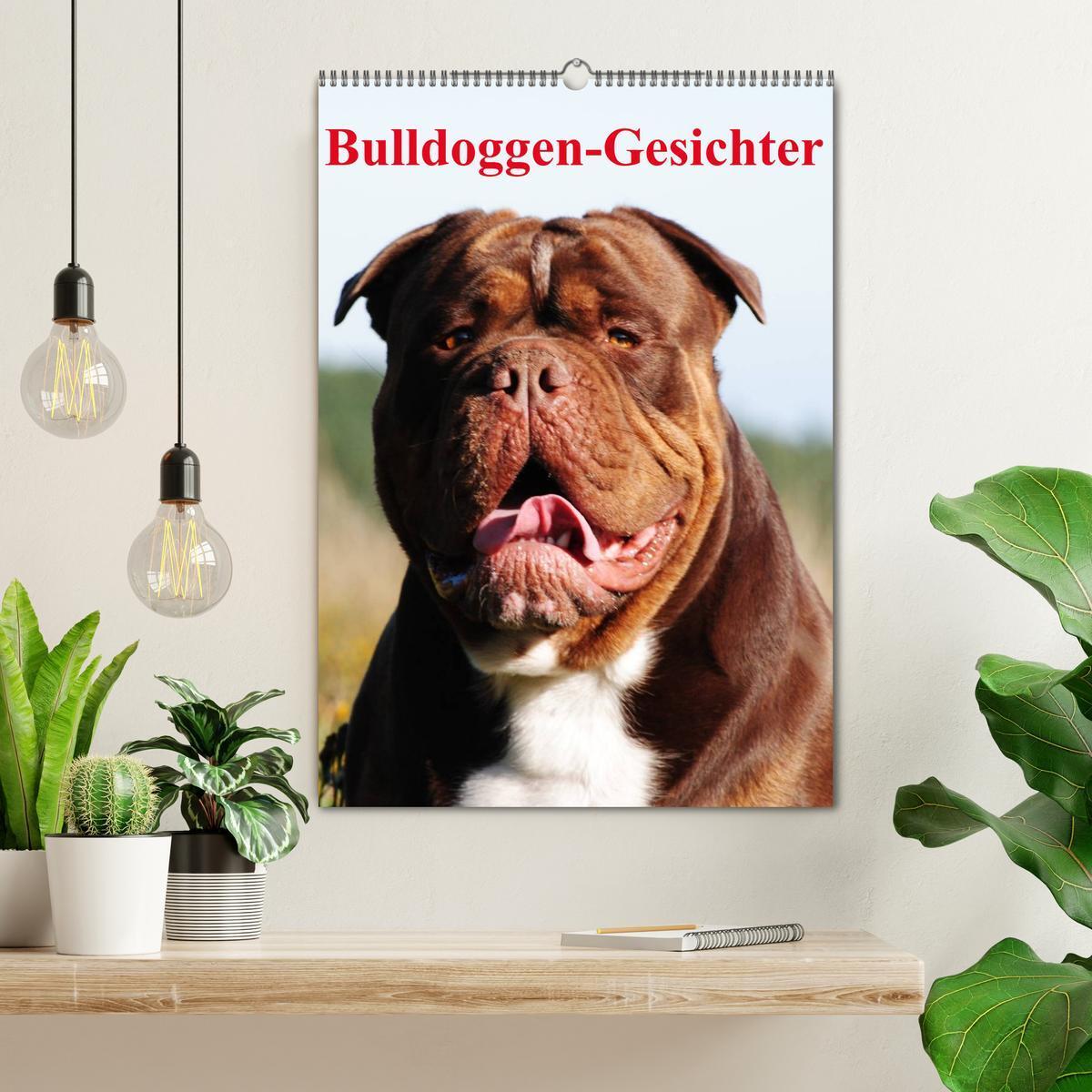 Bild: 9783457070079 | Bulldoggen-Gesichter (Wandkalender 2025 DIN A2 hoch), CALVENDO...