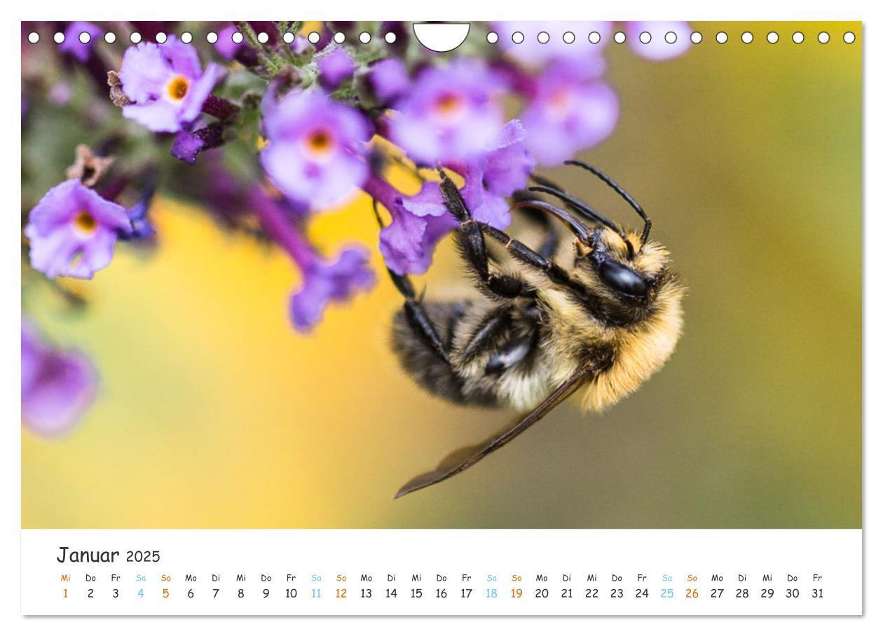 Bild: 9783435052127 | Bee Beautiful - Die phantastische Welt der Bienen (Wandkalender...