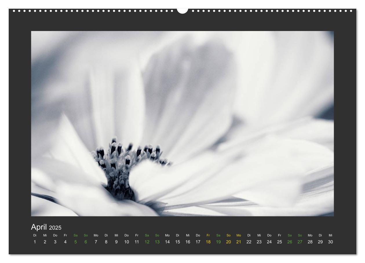 Bild: 9783435751426 | Pflanzen in Schwarz und Weiß (Wandkalender 2025 DIN A2 quer),...