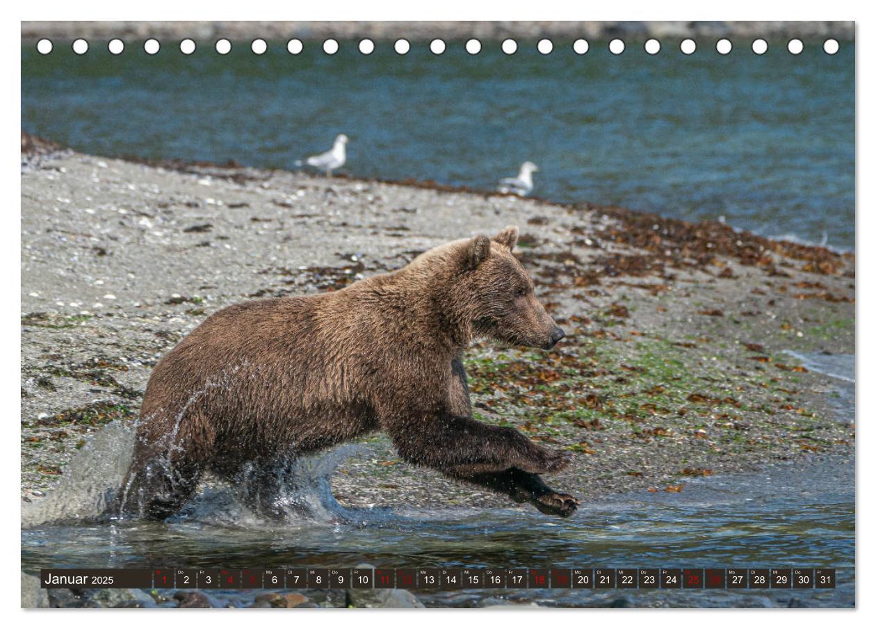 Bild: 9783435186570 | Grizzlybären im Katmai Nationalpark Alaska (Tischkalender 2025 DIN...