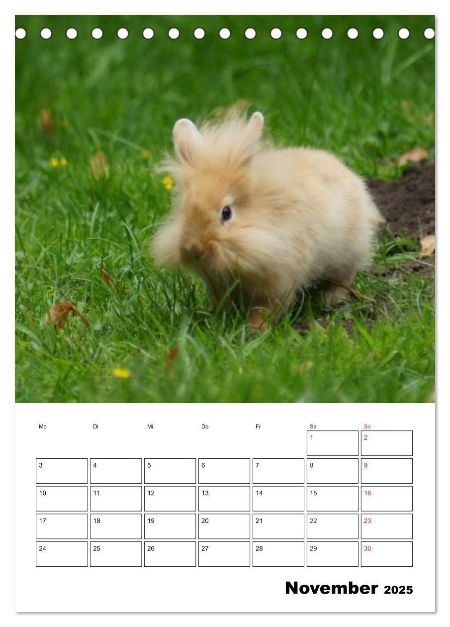 Bild: 9783457001233 | Kaninchen Terminplaner (Tischkalender 2025 DIN A5 hoch), CALVENDO...