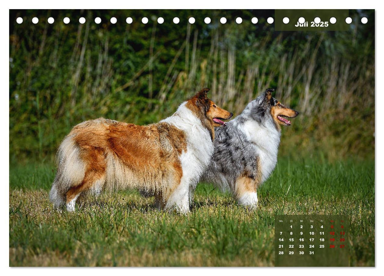 Bild: 9783435110179 | Typisch Collie (Tischkalender 2025 DIN A5 quer), CALVENDO...