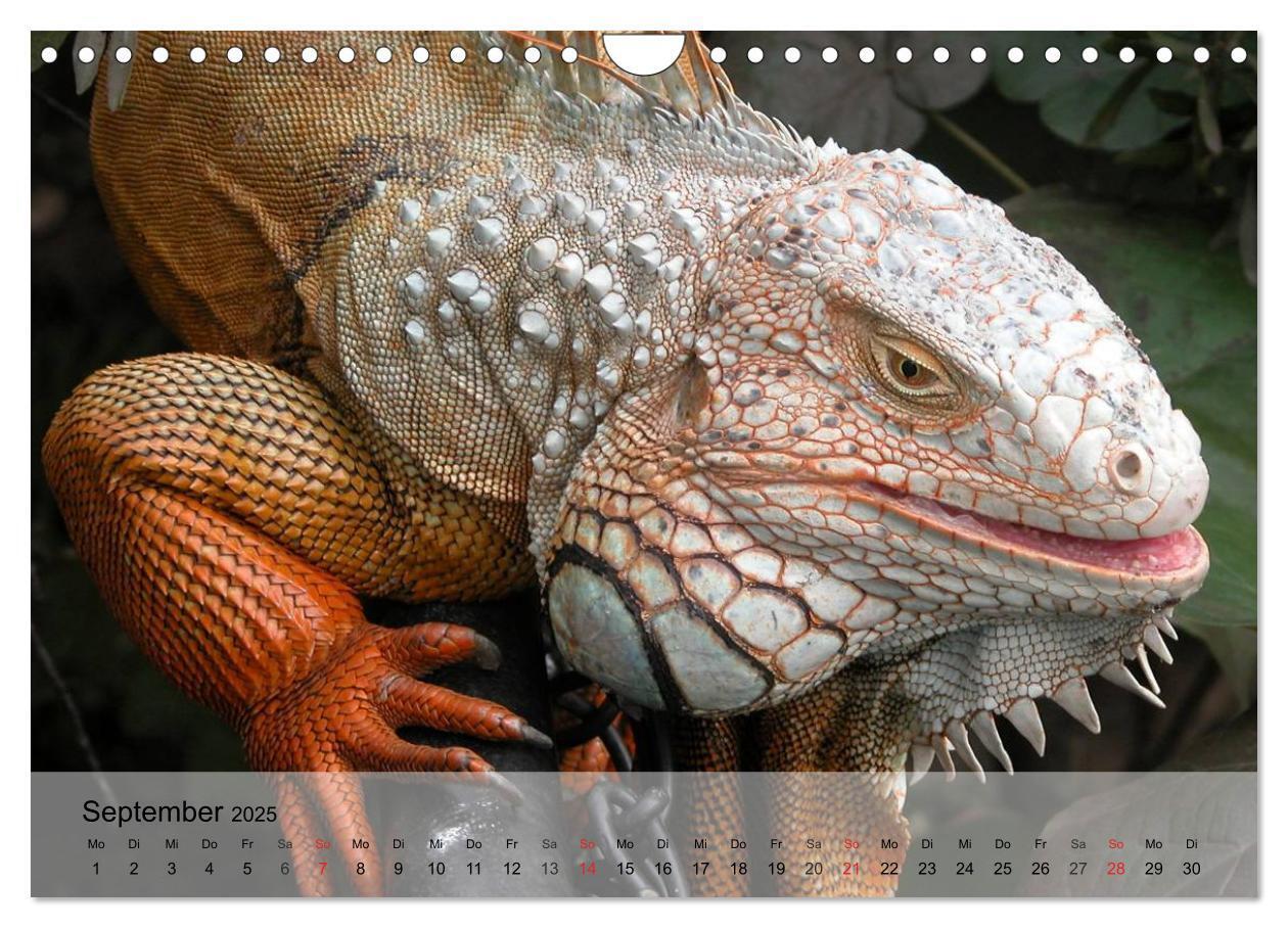 Bild: 9783435625727 | Reptilien Schlangen, Echsen und Co. (Wandkalender 2025 DIN A4...