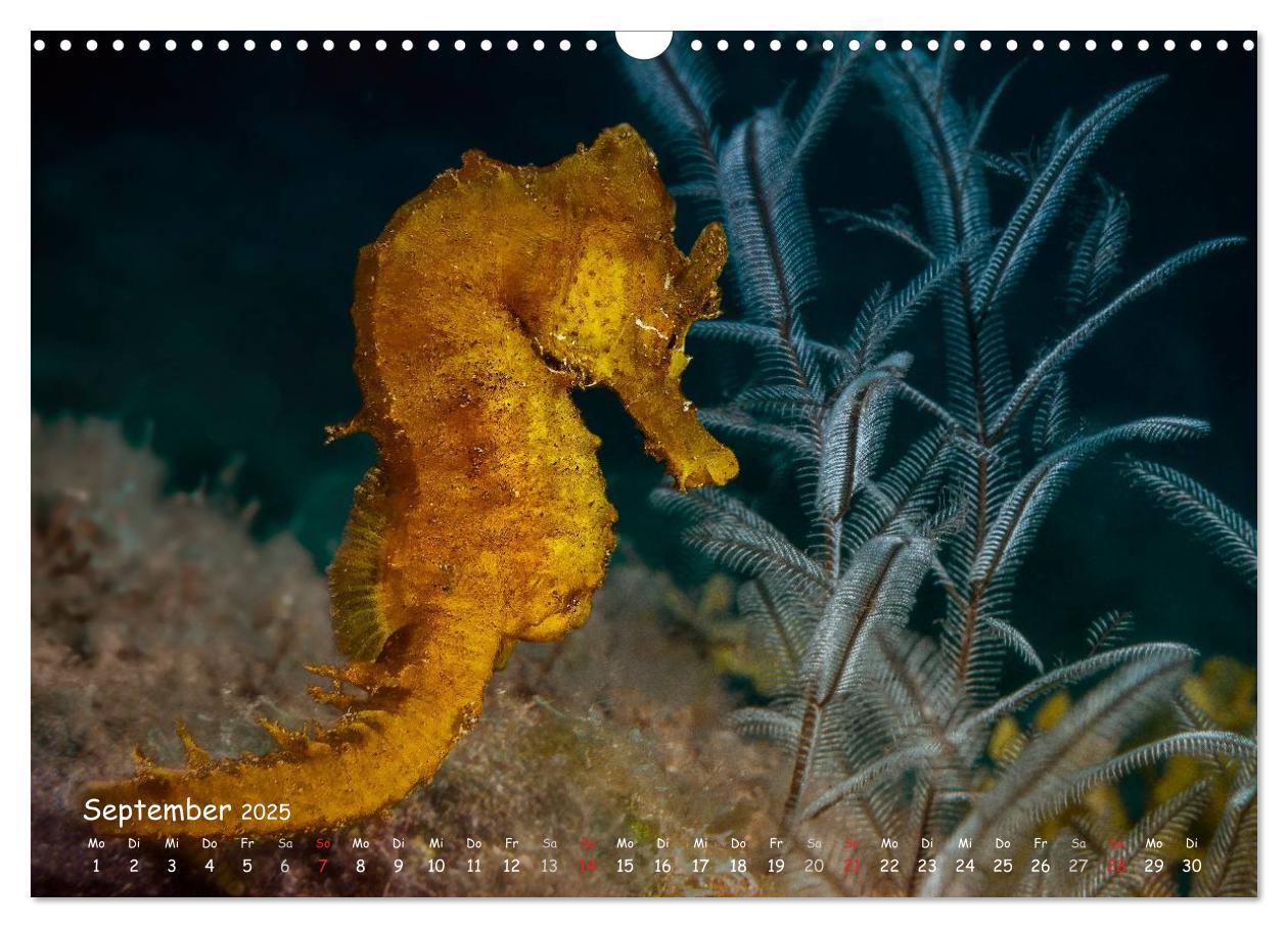 Bild: 9783435503797 | Hippocampus oder einfach nur Seepferdchen (Wandkalender 2025 DIN A3...