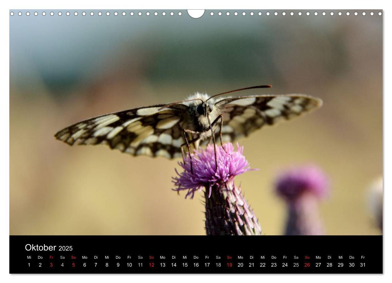 Bild: 9783435502585 | Schmetterlinge in Deutschland (Wandkalender 2025 DIN A3 quer),...