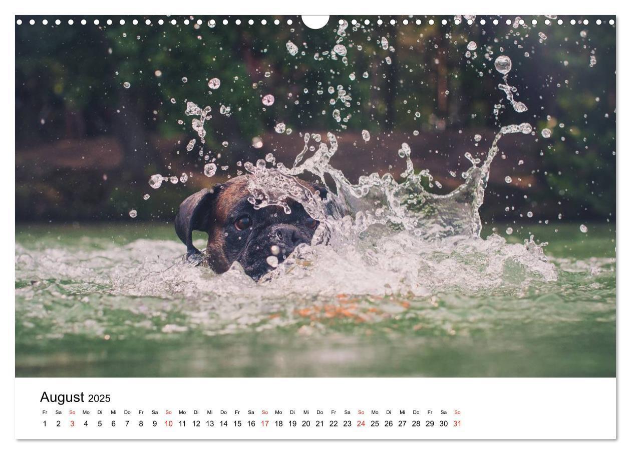 Bild: 9783435614196 | Deutscher Boxer (Wandkalender 2025 DIN A3 quer), CALVENDO...