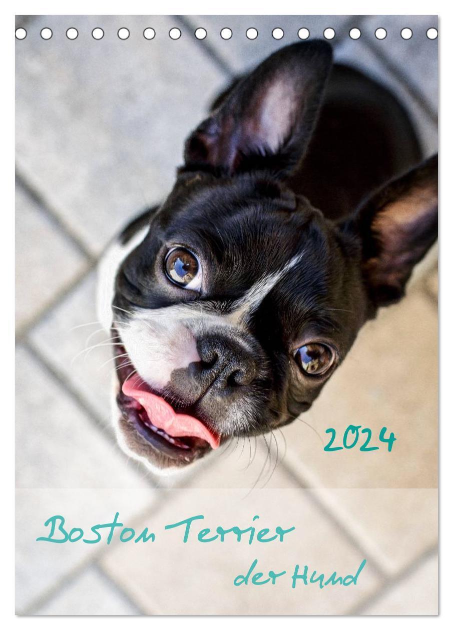 Cover: 9783675585874 | Boston Terrier der Hund 2024 (Tischkalender 2024 DIN A5 hoch),...