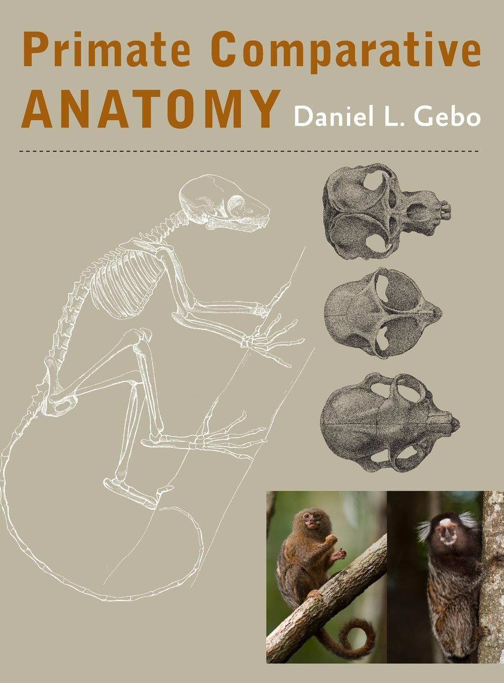 Cover: 9781421414898 | Primate Comparative Anatomy | Daniel L Gebo | Buch | Englisch | 2014