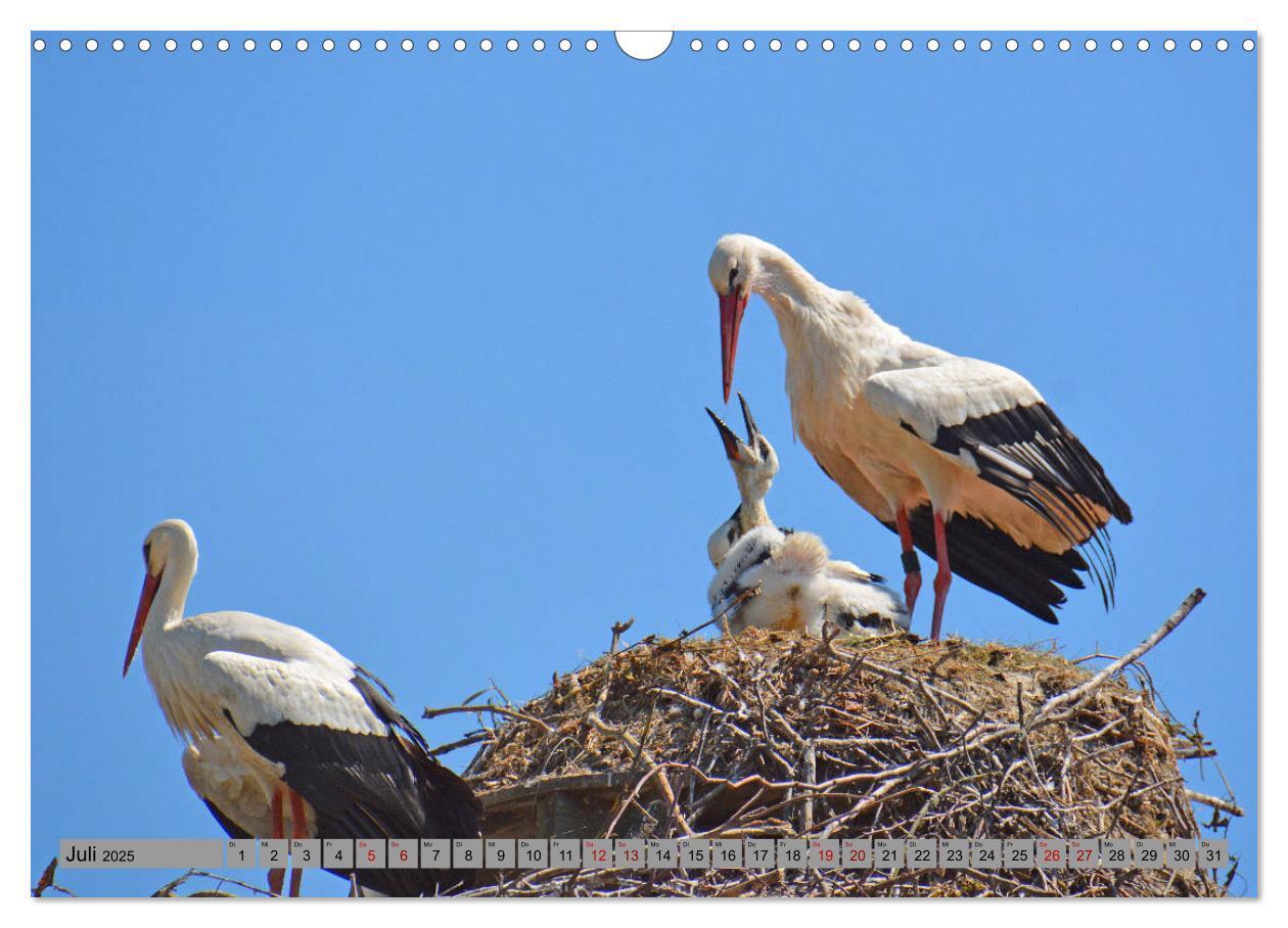 Bild: 9783435145348 | Zu Gast bei Familie Storch (Wandkalender 2025 DIN A3 quer),...