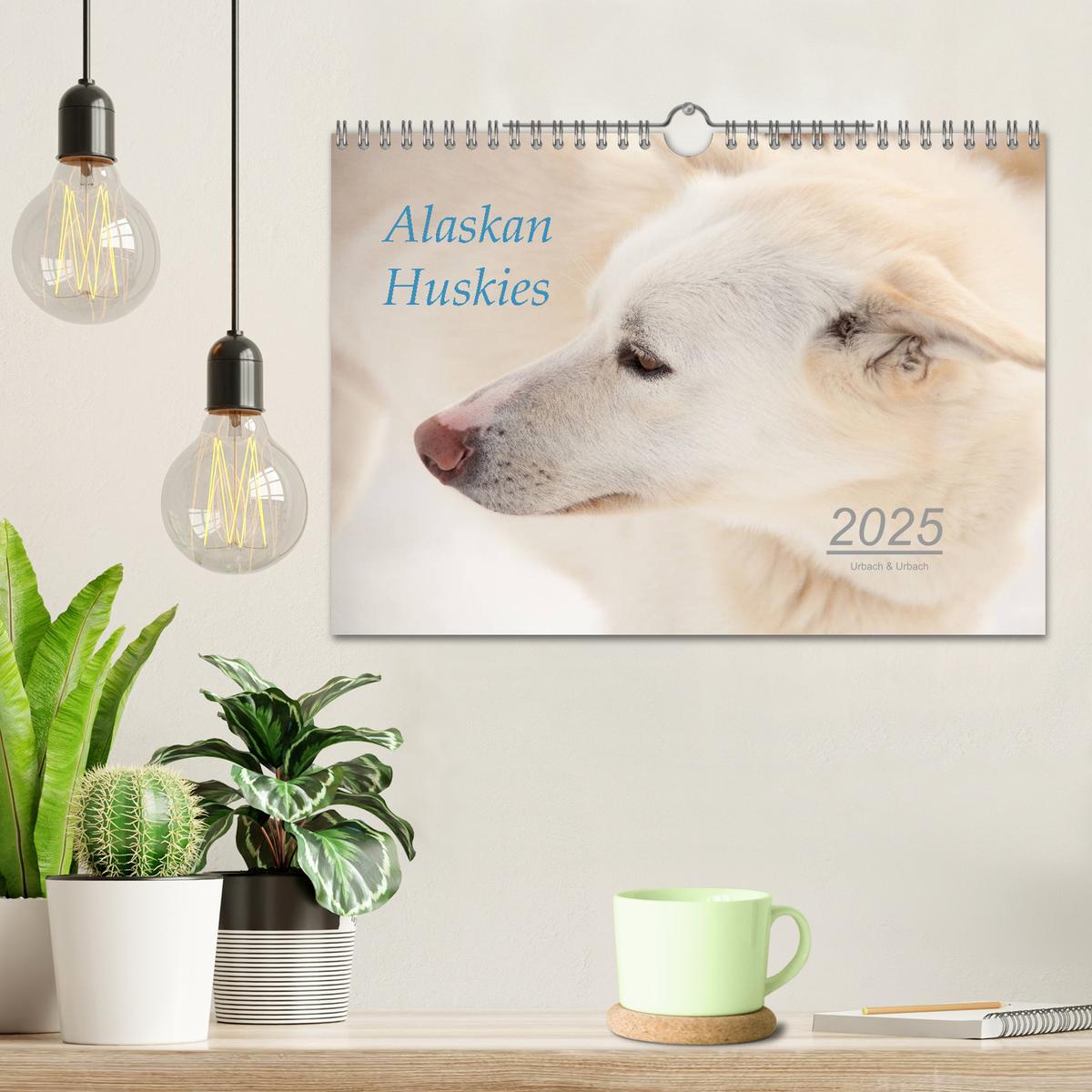 Bild: 9783435448890 | Alaskan Huskies (Wandkalender 2025 DIN A4 quer), CALVENDO...