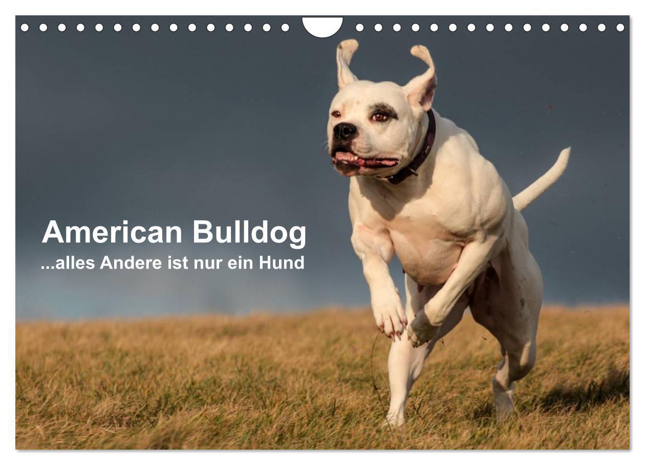Cover: 9783675762763 | American Bulldog - alles Andere ist nur ein Hund (Wandkalender 2024...