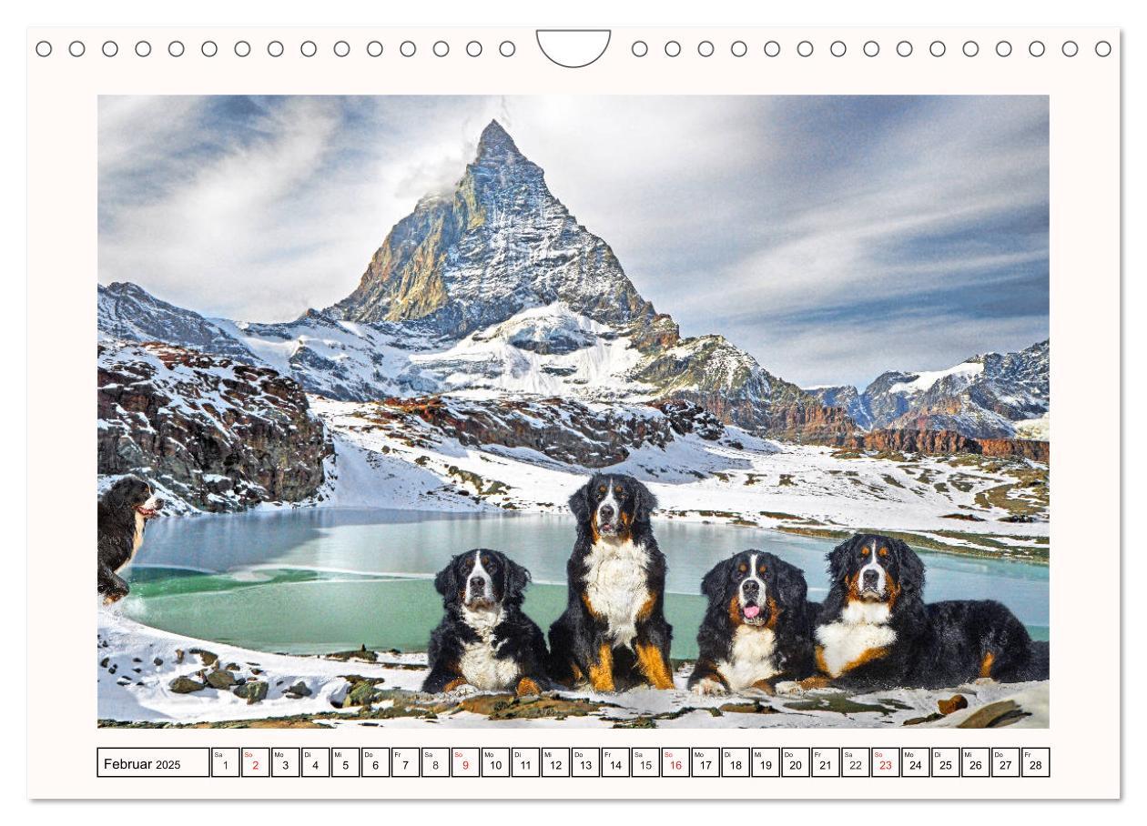 Bild: 9783435136001 | Berner Sennenhunde - Träumereien (Wandkalender 2025 DIN A4 quer),...