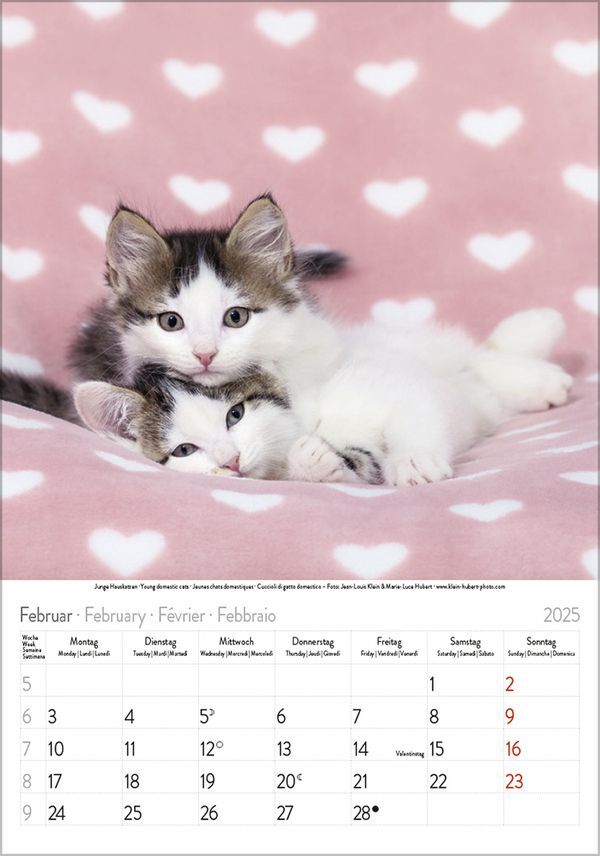 Bild: 9783731876168 | Katzen 2025 | Korsch Verlag | Kalender | Spiralbindung | 13 S. | 2025