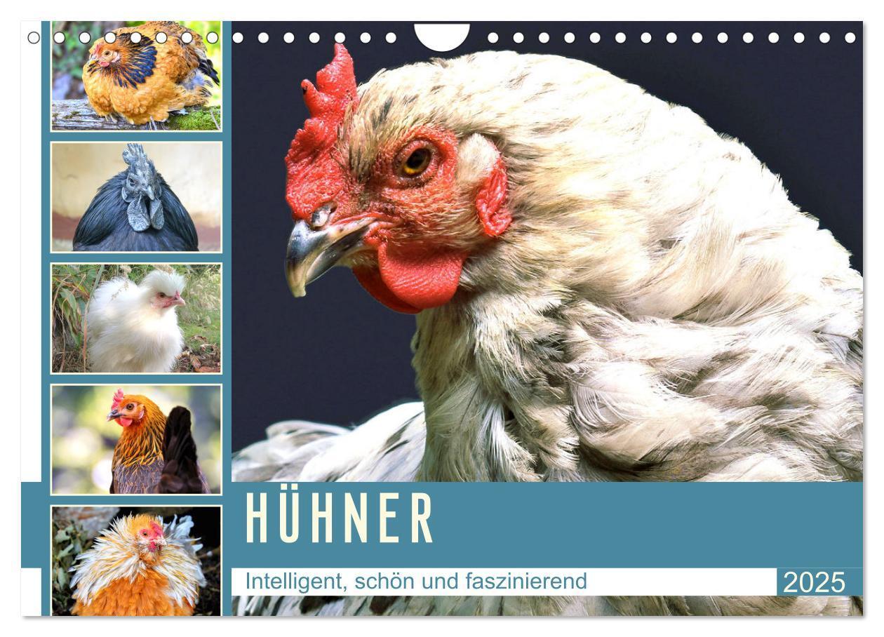 Cover: 9783435048601 | Hühner. Intelligent, schön und faszinierend (Wandkalender 2025 DIN...