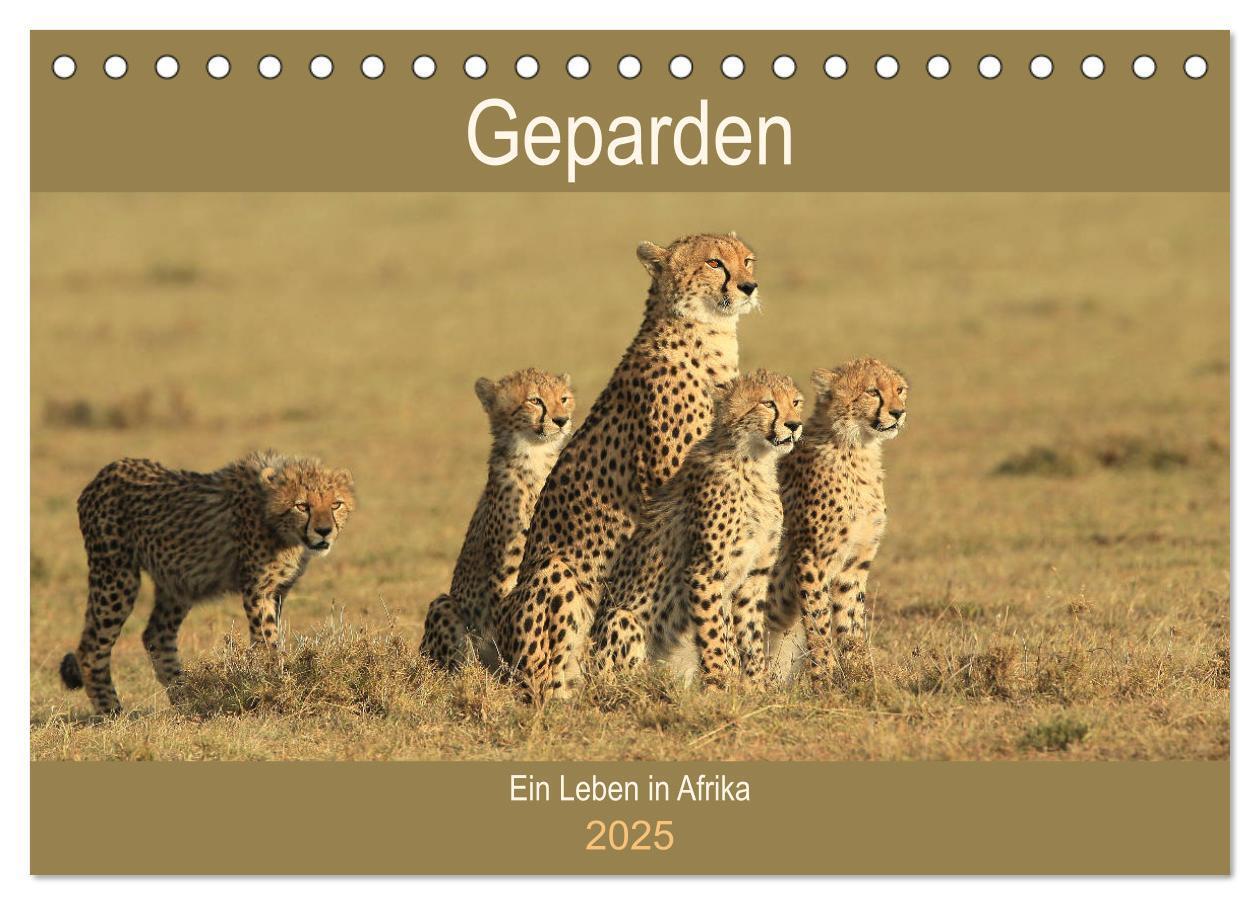 Cover: 9783435521432 | Geparden - Ein Leben in Afrika (Tischkalender 2025 DIN A5 quer),...