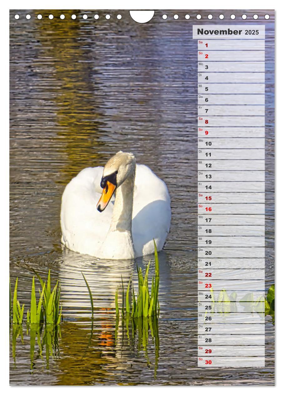 Bild: 9783435864980 | Stolze Schwäne (Wandkalender 2025 DIN A4 hoch), CALVENDO...