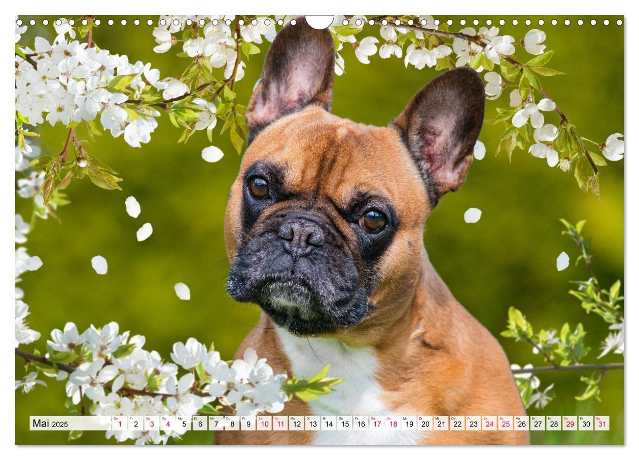 Bild: 9783457178058 | Kleine Helden - Französische Bulldoggen (Wandkalender 2025 DIN A3...