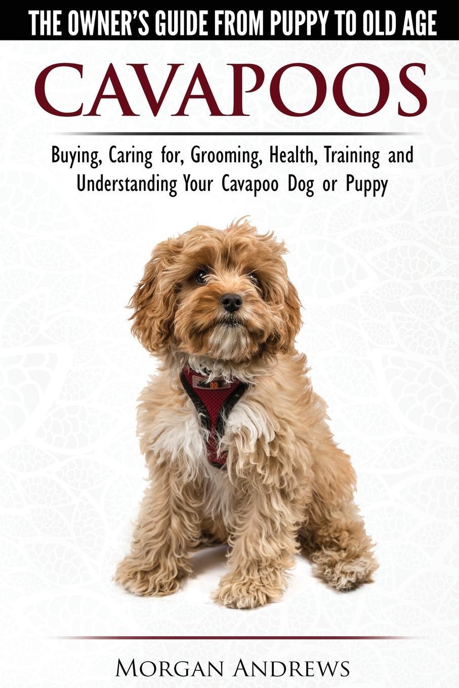 Cover: 9781910677063 | Cavapoos - The Owner's Guide From Puppy To Old Age - Buying, Caring...
