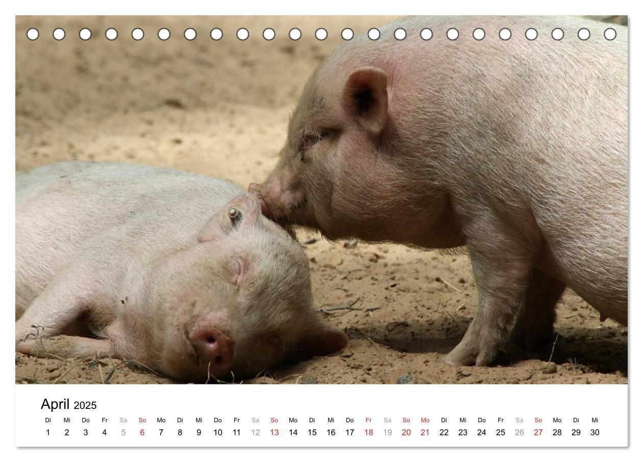 Bild: 9783435777501 | Schwein gehabt! (Tischkalender 2025 DIN A5 quer), CALVENDO...