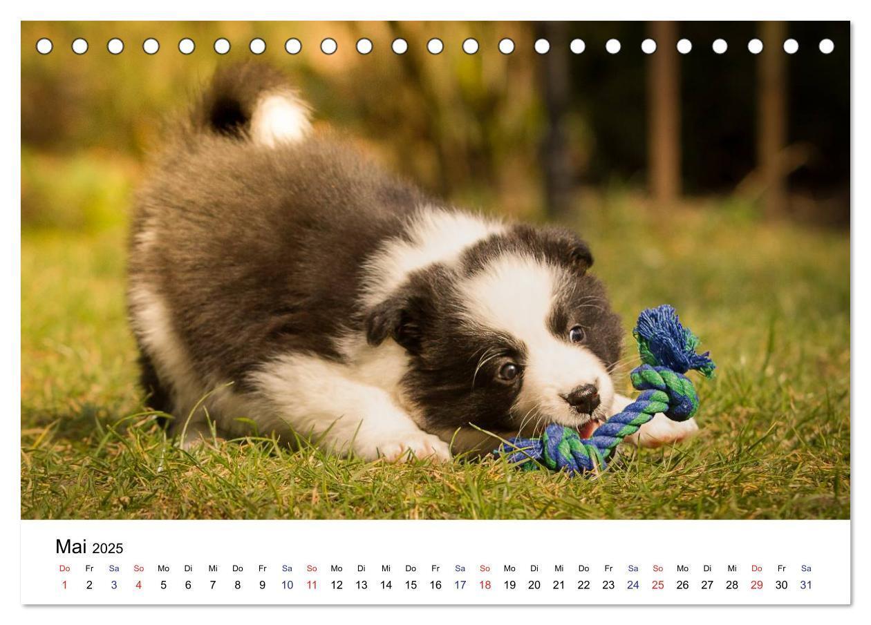 Bild: 9783435615322 | Pfotastische Border Collie Welpen (Tischkalender 2025 DIN A5 quer),...