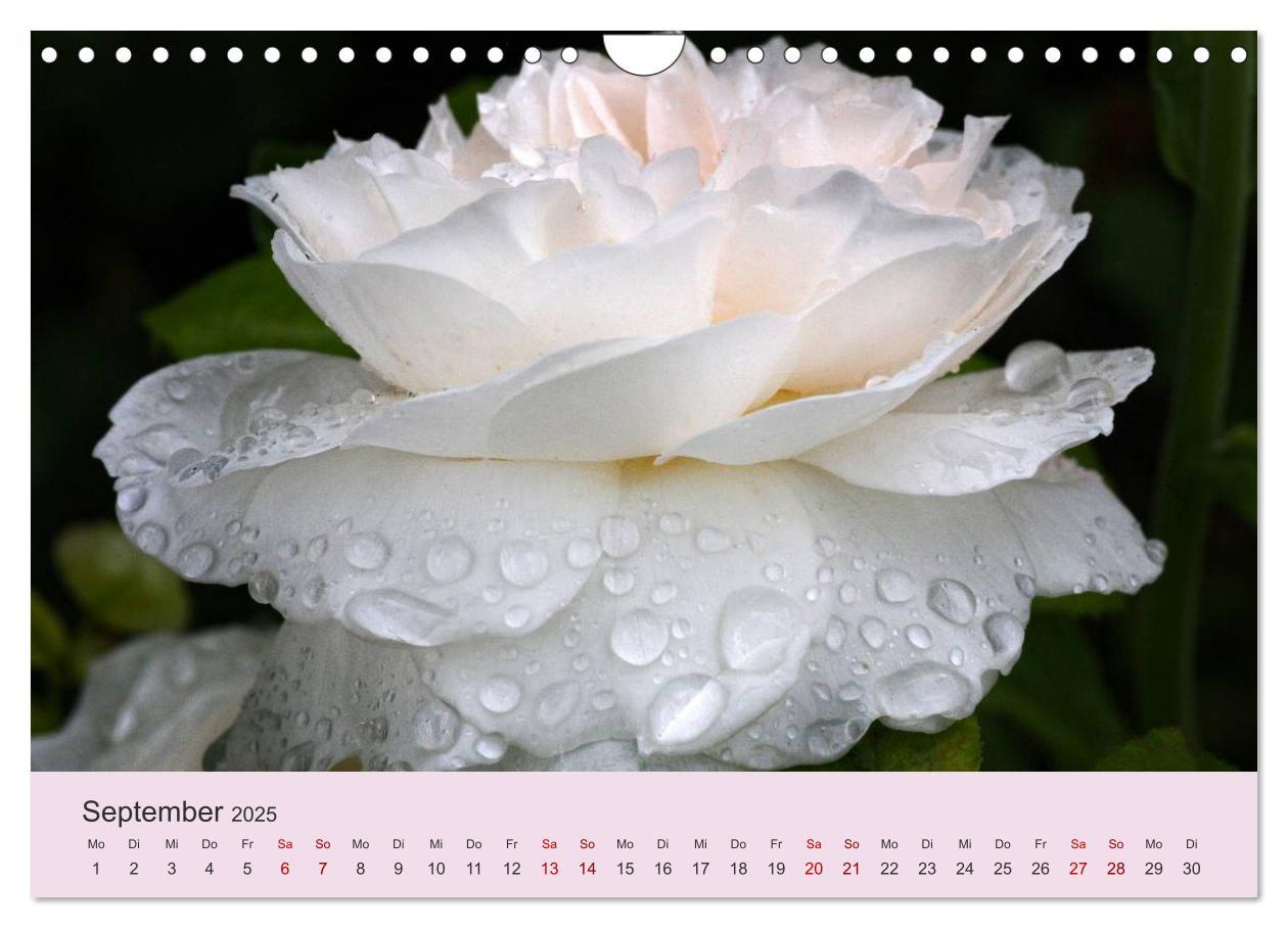 Bild: 9783435453566 | Rosen Reigen im Garten (Wandkalender 2025 DIN A4 quer), CALVENDO...