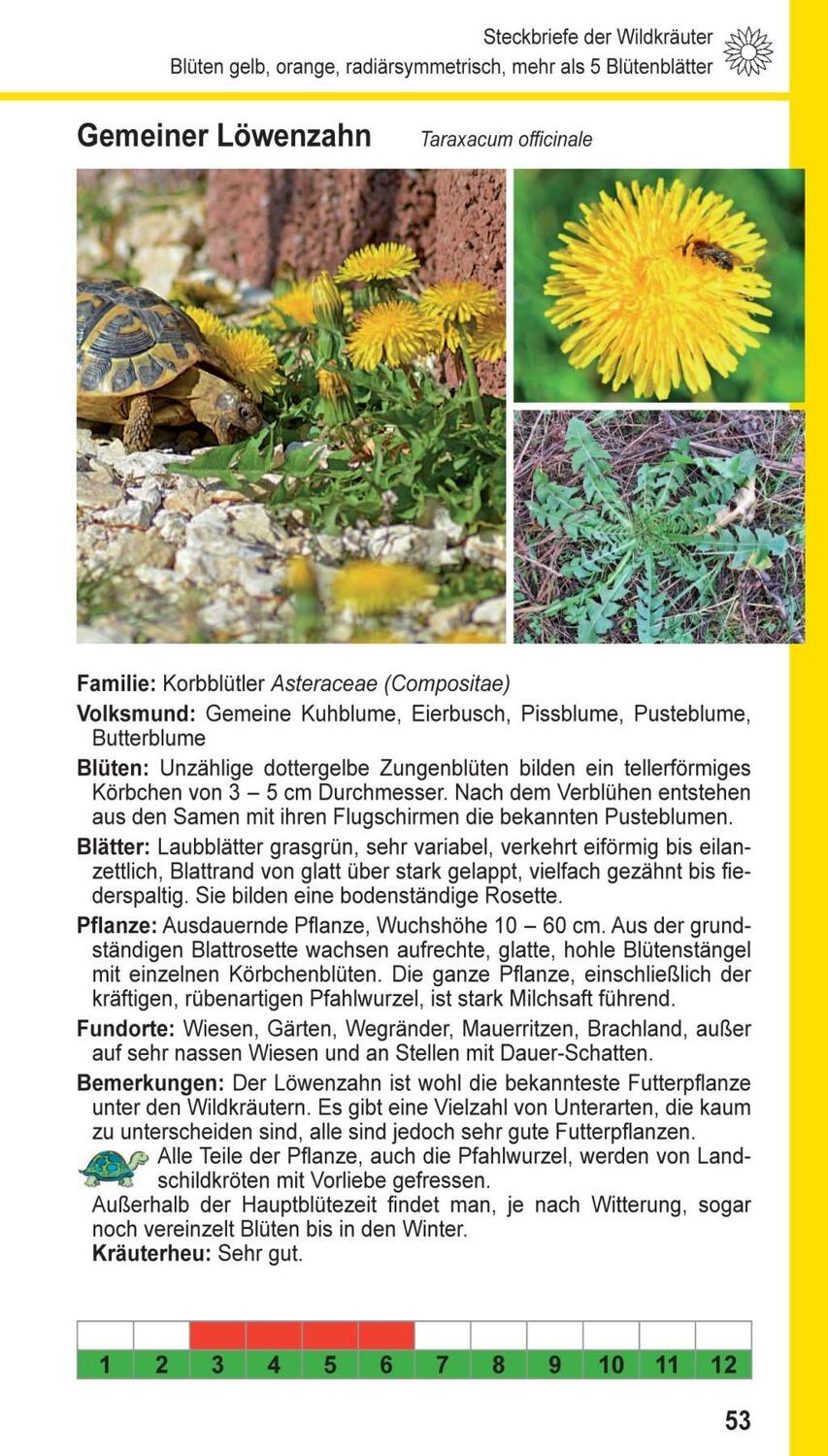 Bild: 9783000566363 | Landschildkröten-Futterpflanzen | 100 Wildkräuter einfach erkennen