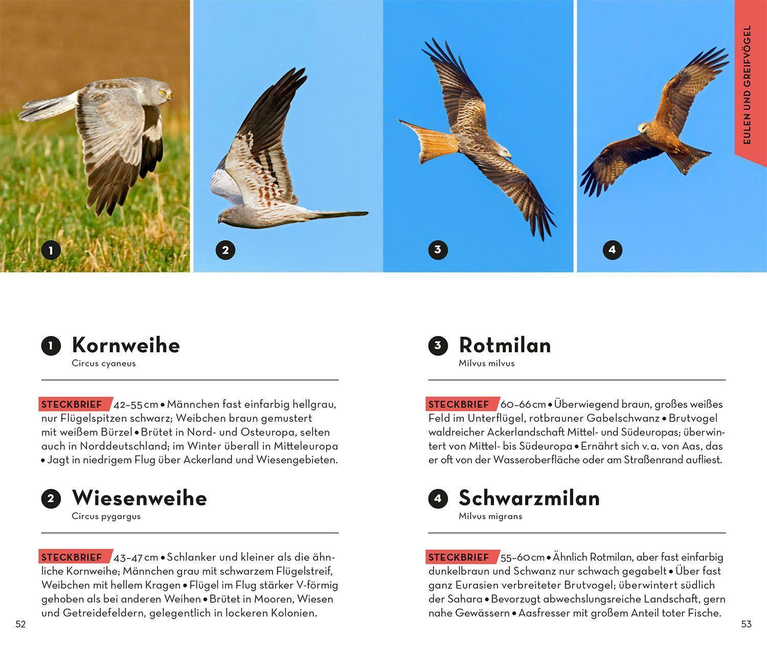 Bild: 9783440173930 | BASIC Vögel | 153 Arten einfach und sicher erkennen | Volker Dierschke