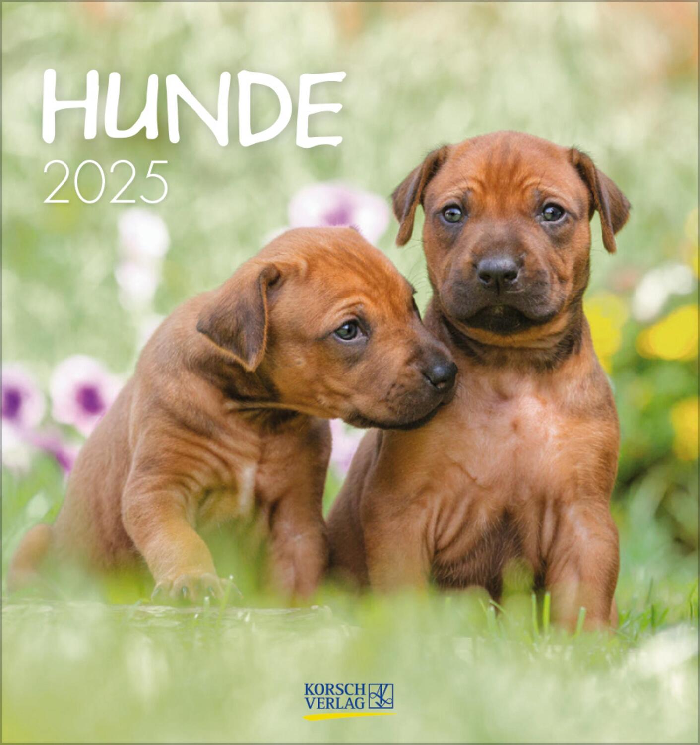 Cover: 9783731876717 | Hunde 2025 | aufstellbarer Postkartenkalender | Verlag Korsch | 13 S.