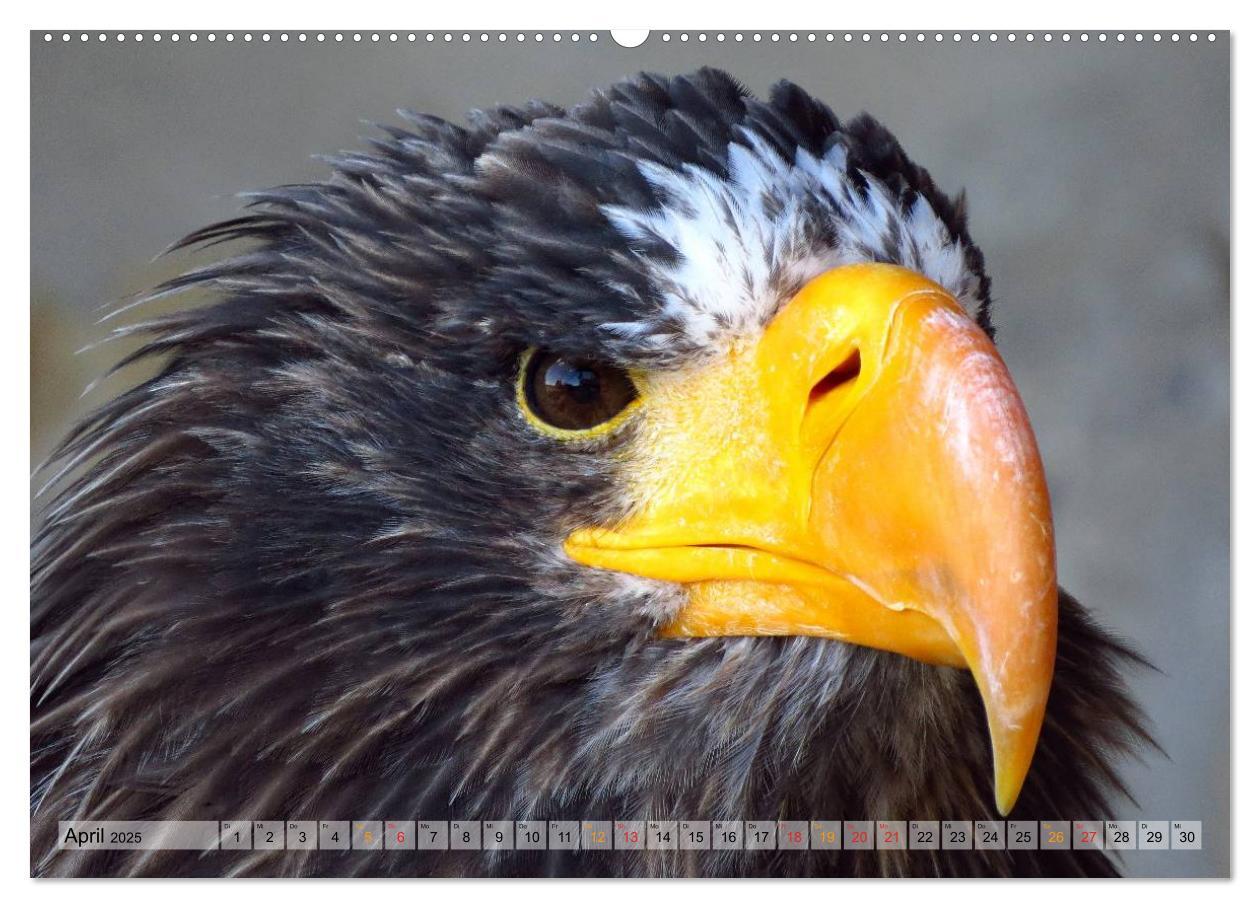 Bild: 9783435550135 | Majestätische Greifvögel (hochwertiger Premium Wandkalender 2025...