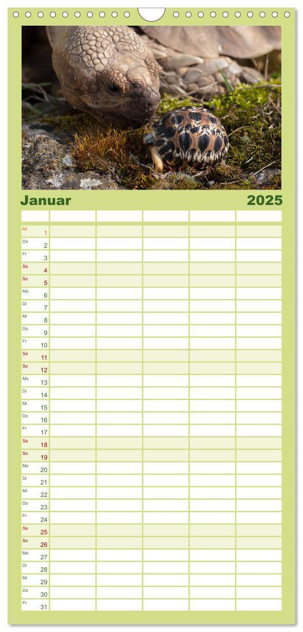 Bild: 9783457122938 | Familienplaner 2025 - Landschildkröten mit 5 Spalten (Wandkalender,...