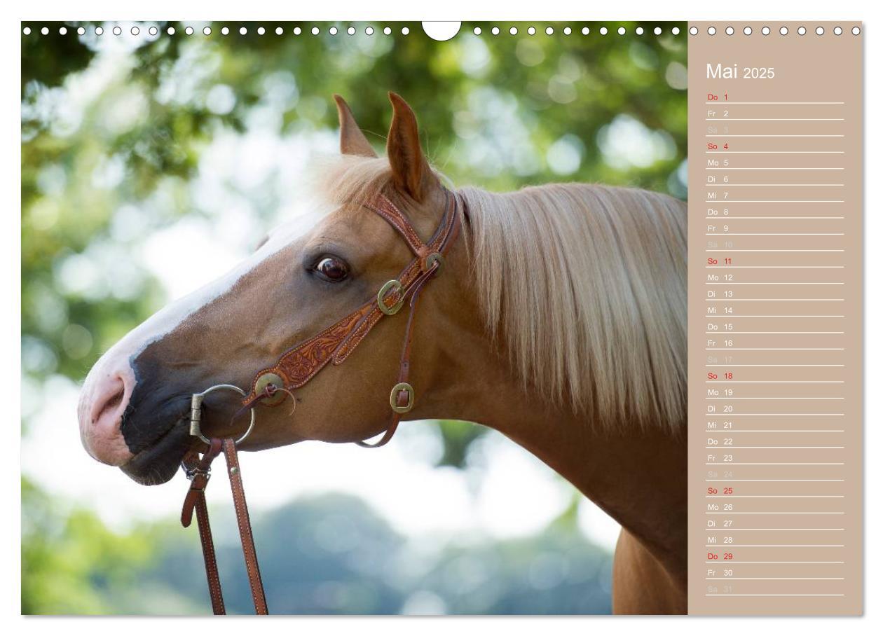 Bild: 9783435742905 | Haflinger / Geburtstagskalender (Wandkalender 2025 DIN A3 quer),...